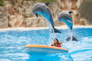 Loro Parque dolphin show audience participation